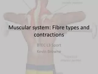 Muscular system: Fibre types and contractions