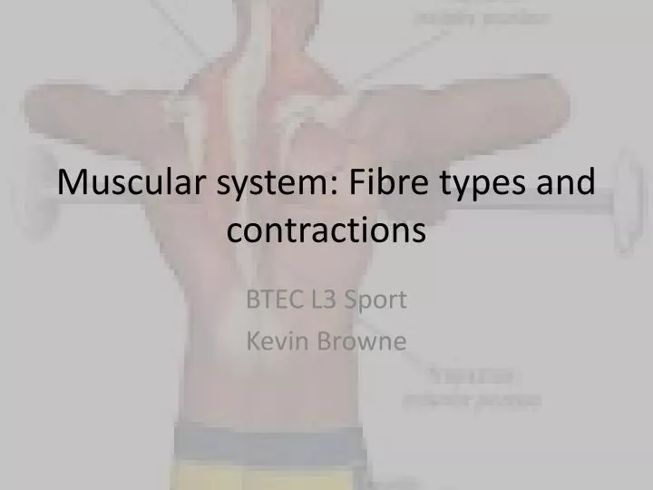 muscular system fibre types and contractions