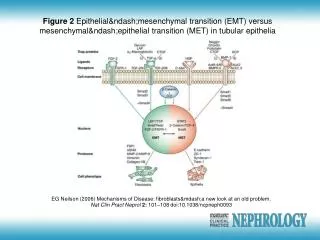 EG Neilson (2006) Mechanisms of Disease: fibroblasts&amp;mdash;a new look at an old problem. Nat Clin Pract Neprol 2: 1