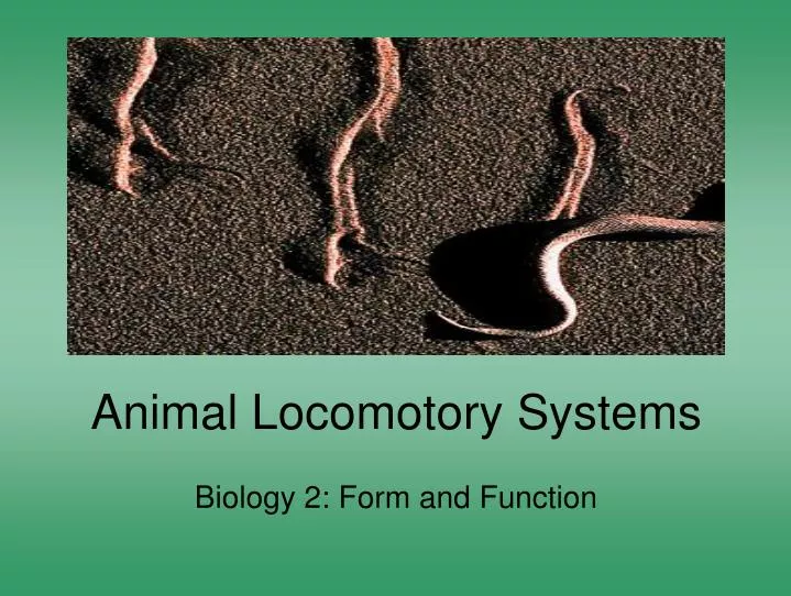 animal locomotory systems