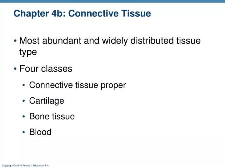 chapter 4b connective tissue