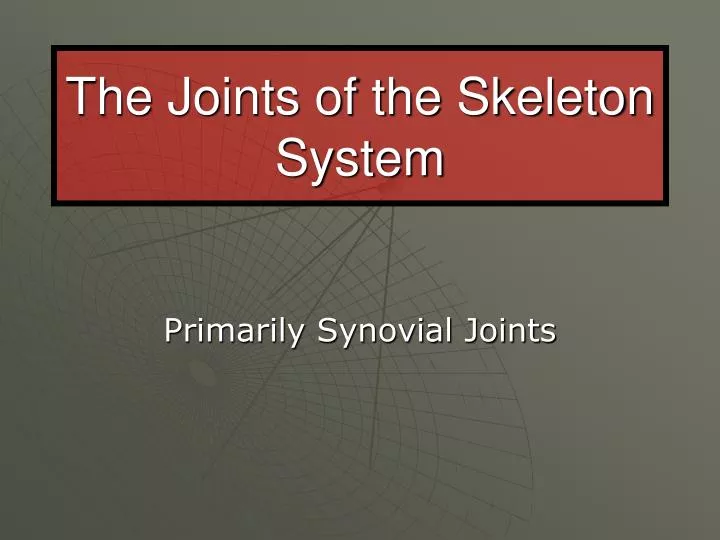 the joints of the skeleton system