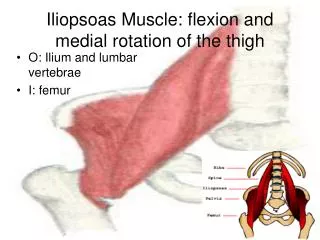 Iliopsoas Muscle: flexion and medial rotation of the thigh