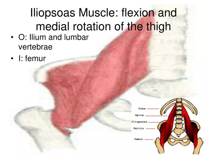 iliopsoas muscle flexion and medial rotation of the thigh
