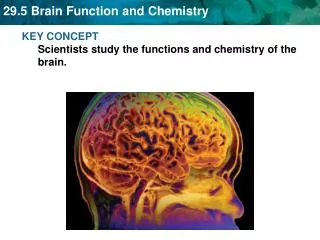 KEY CONCEPT Scientists study the functions and chemistry of the brain.