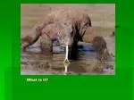 What is it? - slide 1