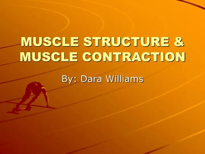 muscle structure muscle contraction