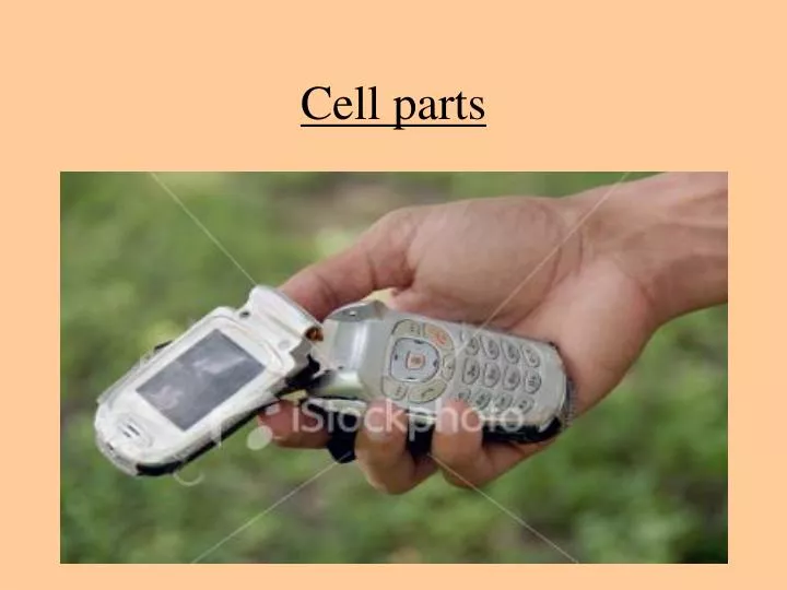 cell parts