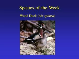 Species-of-the-Week