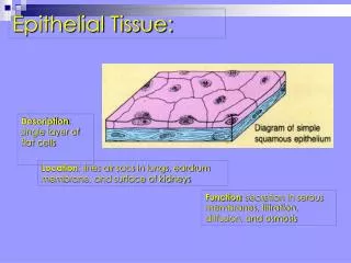 Description : single layer of flat cells