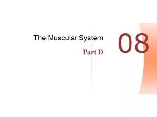 The Muscular System Part D