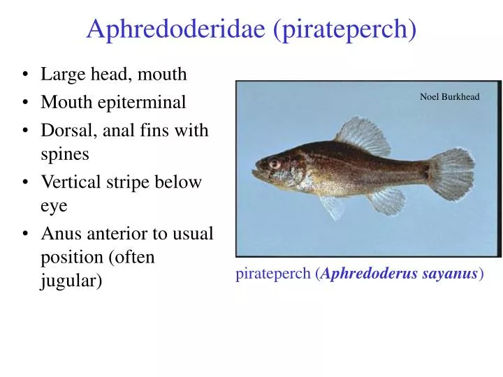 aphredoderidae pirateperch