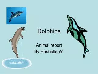 Dolphins