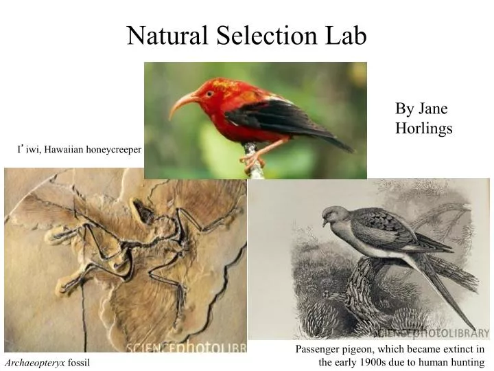 natural selection lab