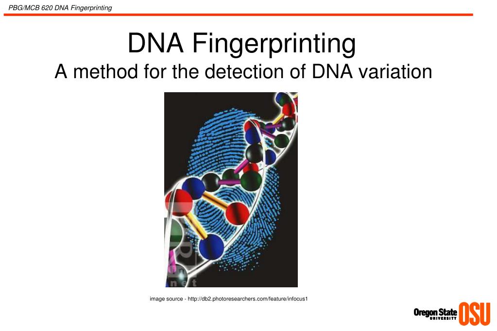 PPT - DNA Fingerprinting PowerPoint Presentation, free download - ID ...