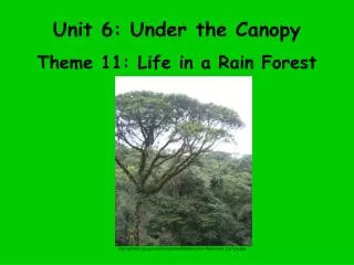 Unit 6: Under the Canopy