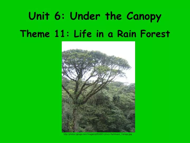 unit 6 under the canopy