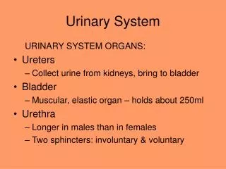 Urinary System