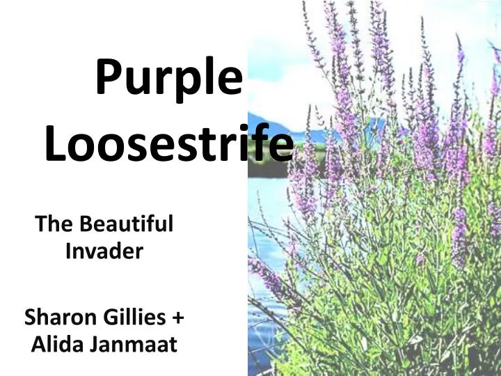 purple loosestrife