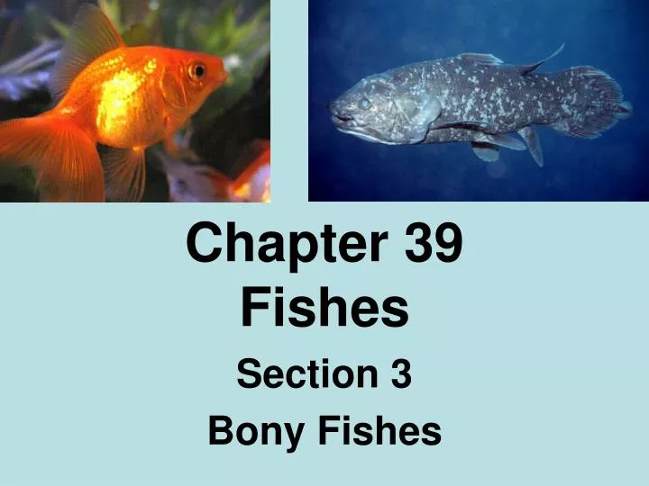 chapter 39 fishes