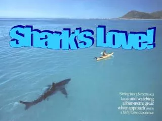 Shark's Love!