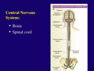 Central Nervous System: