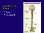 Central Nervous System: - slide 1