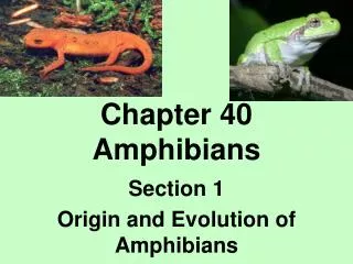 Chapter 40 Amphibians