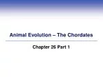 Animal Evolution – The Chordates - slide 1