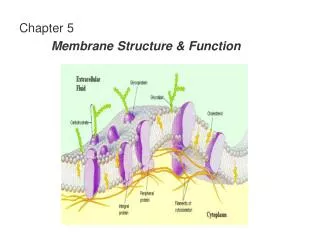 Chapter 5 Membrane Structure &amp; Function