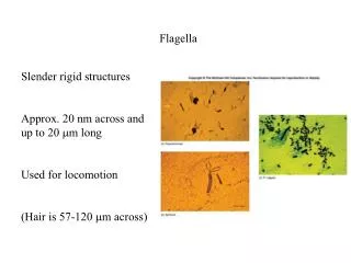 Flagella