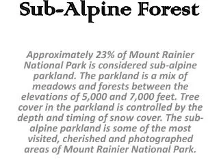 Sub-Alpine Forest