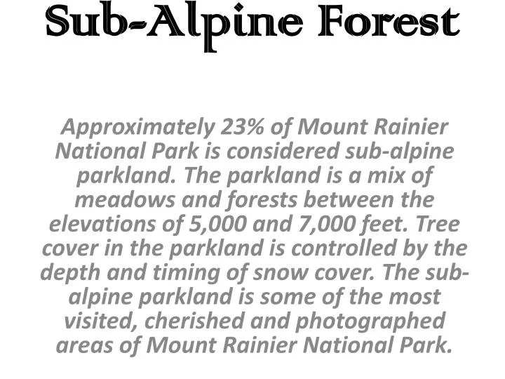 sub alpine forest