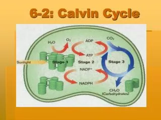 6-2: Calvin Cycle