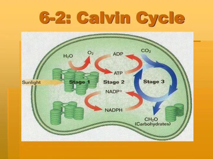 6 2 calvin cycle
