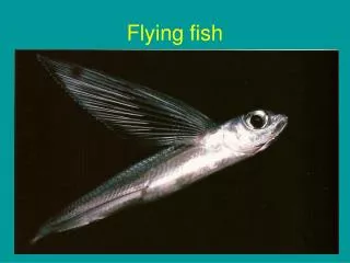 Flying fish