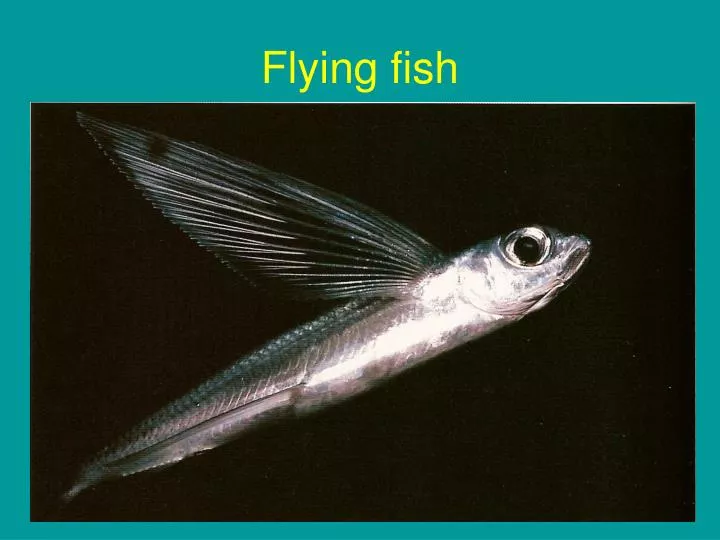 flying fish