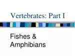 Vertebrates: Part I - slide 1