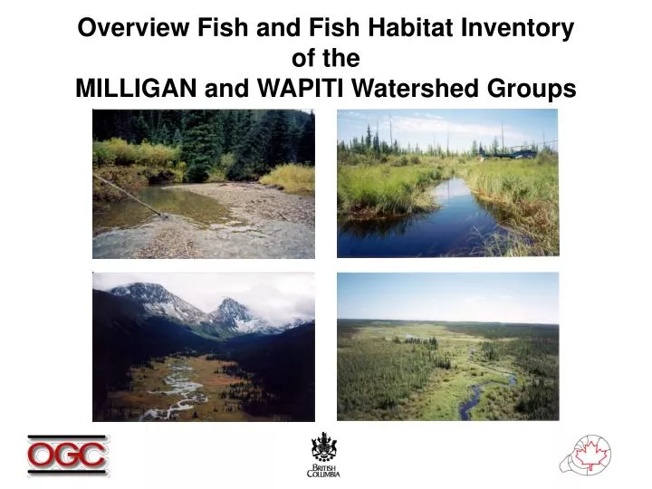 overview fish and fish habitat inventory of the milligan and wapiti watershed groups