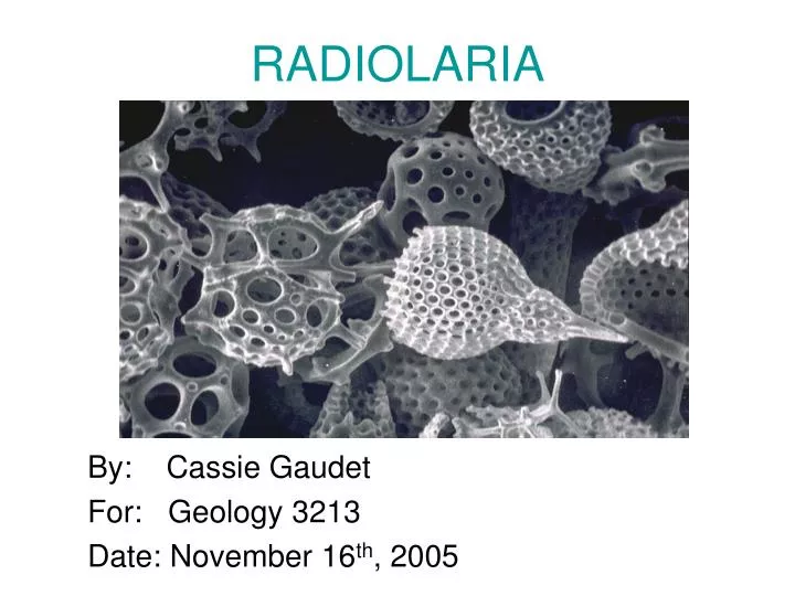 radiolaria