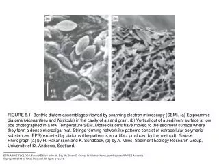 FIGURE 8.2 Different divisions of algae have adapted to the varied light regimes that occur along depth gradients in es