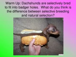 Evolution vs. Selective Breeding