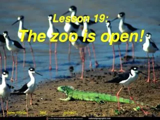Lesson 19: The zoo is open!