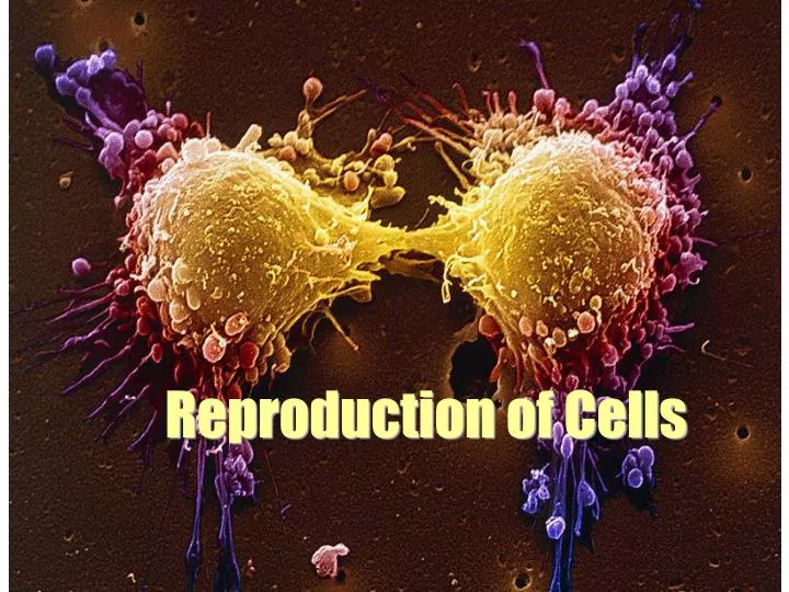 reproduction of cells