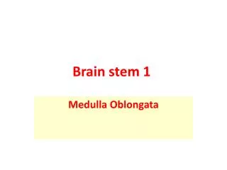 Brain stem 1