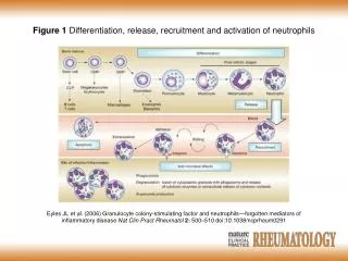 Figure 1 Differentiation, release, recruitment and activation of neutrophils