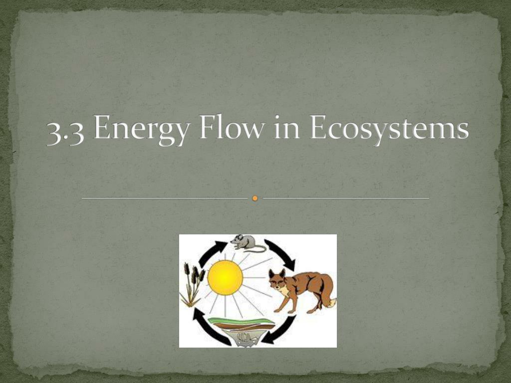 PPT - 3.3 Energy Flow in Ecosystems PowerPoint Presentation, free ...
