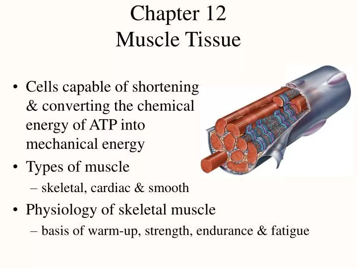 chapter 12 muscle tissue