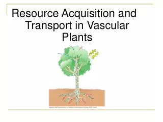 Resource Acquisition and Transport in Vascular Plants