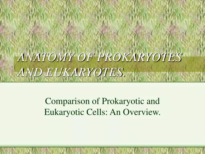 anatomy of prokaryotes and eukaryotes
